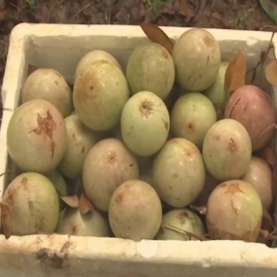 Vú sữa trắng loại 1, tươi ngon, VietGAP